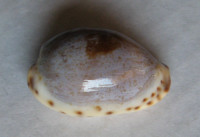 Cypraea gracilis Gaskoin, 1849
